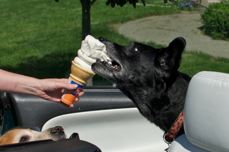Cómo preparar un helado para mi perrito