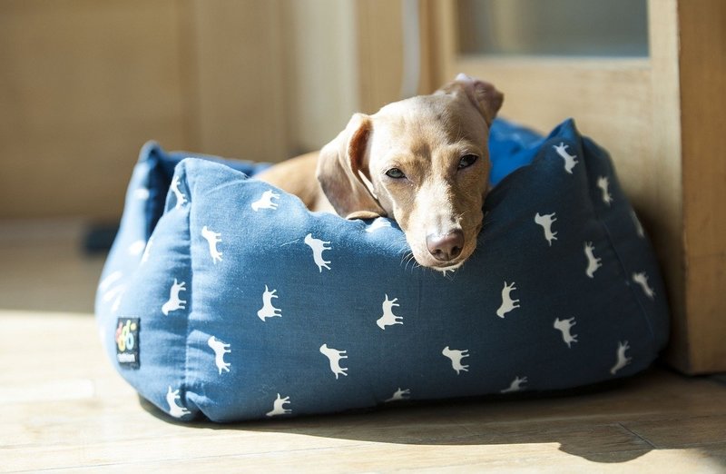 Una cama adecuada al tamaño y las necesidades de tu perrito es imprescindible 