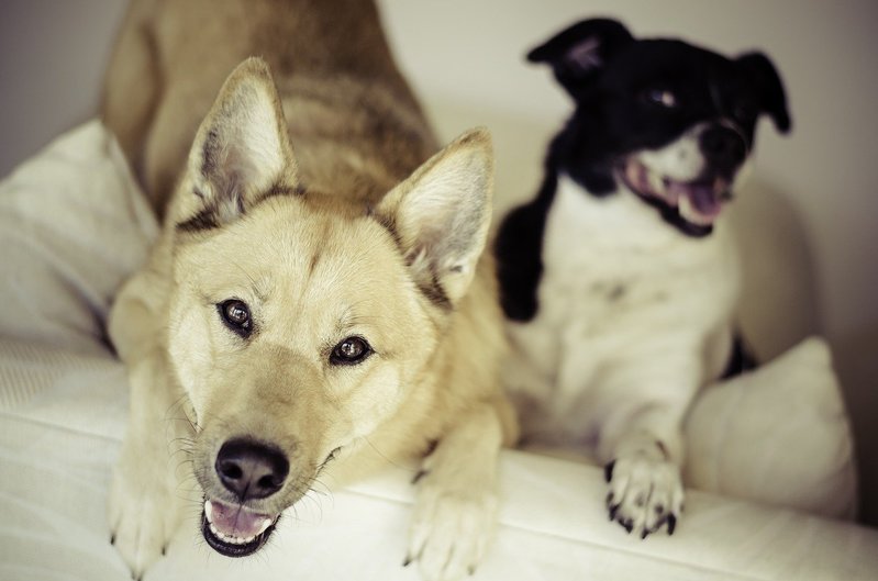 Muchos perritos de raza tienen enfermedades propias de su raza. Esto no ocurre con los mestizos