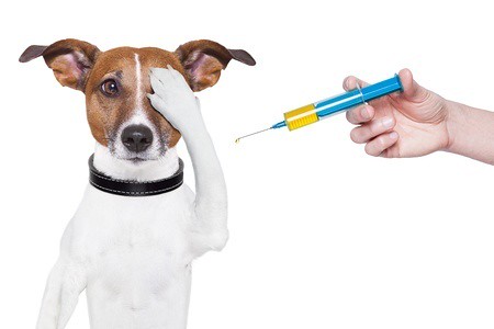 A este perrito le dan pánico las vacunas. Pero es por su bien