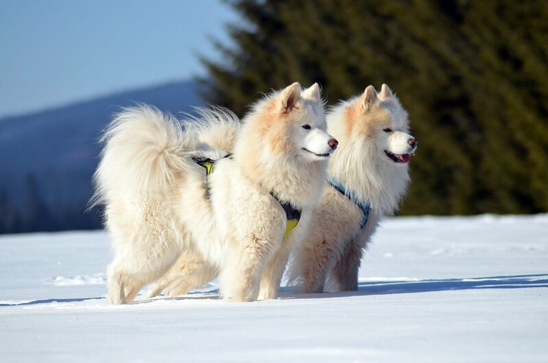 Los samoyedos son perritos de pelo largo, adaptados a las bajas temperaturas de las zonas de donde proceden