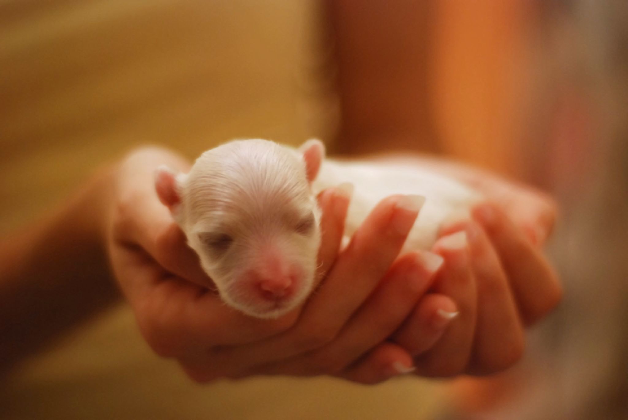 Los perritos recién nacidos apenas tiene protección contra enfermedades del exterior, por lo que sus visitas al veterinario deben programarse con cuidado