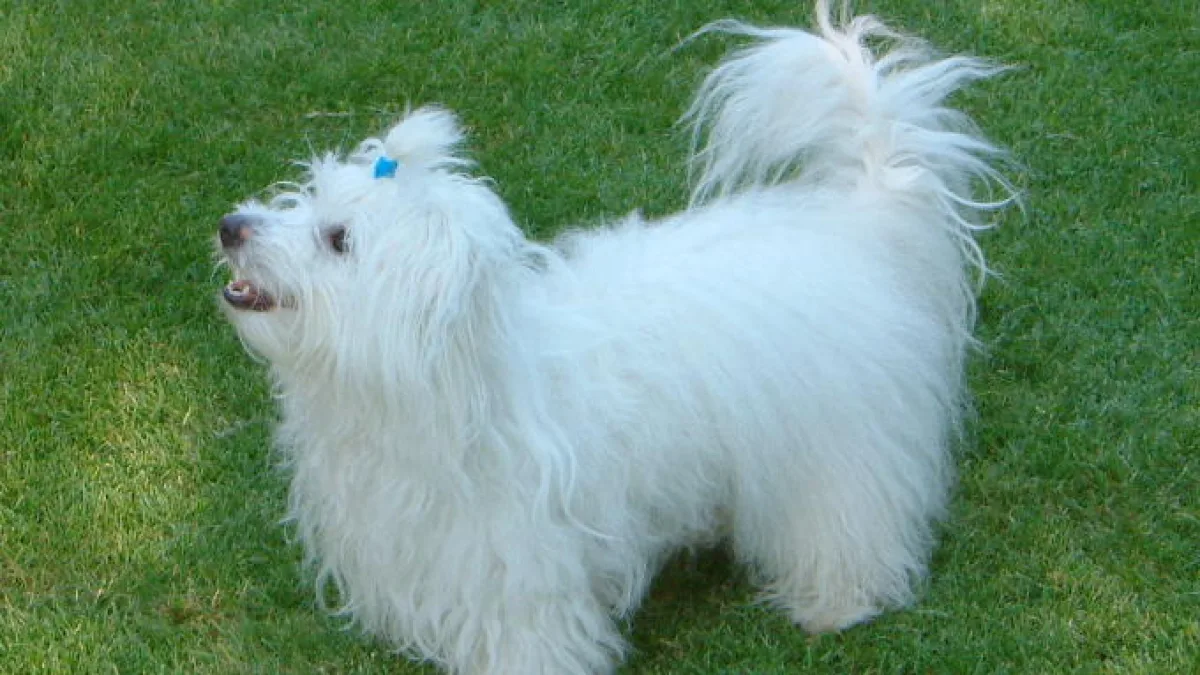 Cotón de Tulear, raza del grupo perros de compañía, de 30 cm de altura