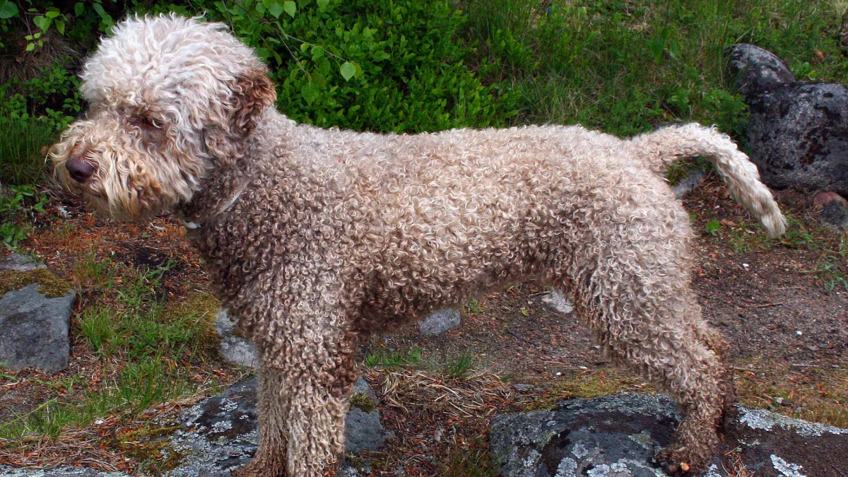 Lagotto Romagnolo, raza del grupo perros deportivos, de 36 a 48 cm de altura
