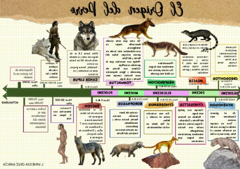 De los Lobos a los Mejores Amigos del Hombre: La Historia Evolutiva de los Perros