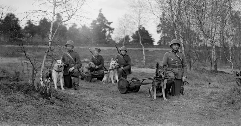 El Rol de los Perros en las Guerras: Historias de Valor y Lealtad