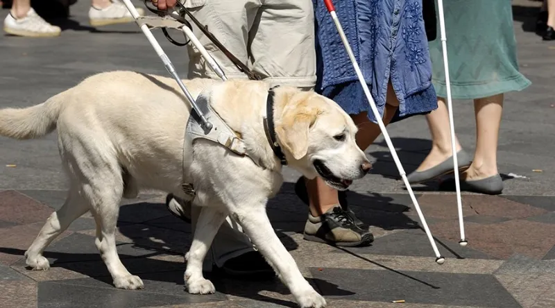 El Legado de los Perros Guía: Cómo los Perros Ayudan a las Personas con Discapacidad