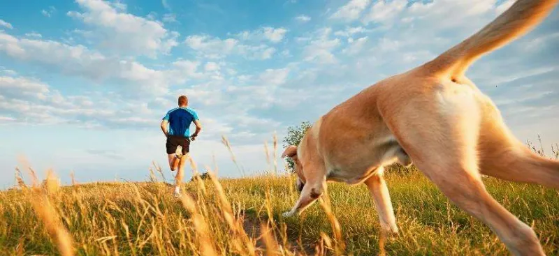 El Papel de los Perros en la Salud de las Personas: Cómo los Perros Pueden Ayudar a Prevenir Enfermedades y Promover un Estilo de Vida Saludable