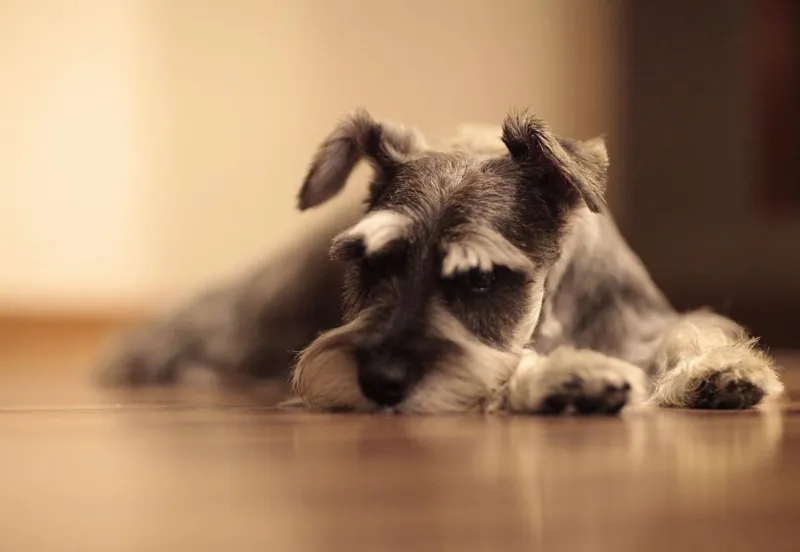 El Duelo en los Perros: Cómo Ayudar a tu Otro Perro a Sobrellevar la Pérdida de su Compañero