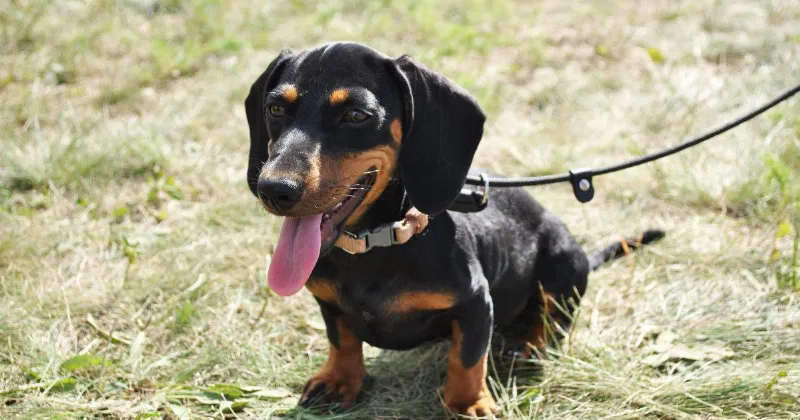 Pequeños pero valientes: Los Dachshunds y su audacia en cuerpos diminutos