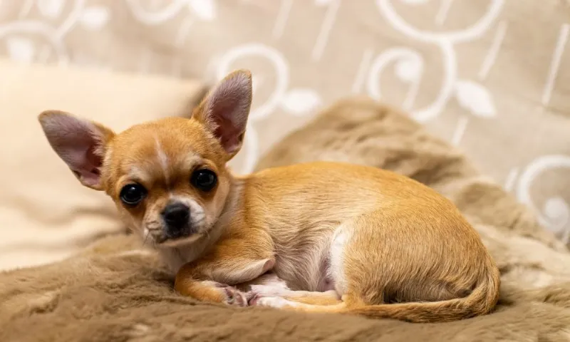 Los Perros Toy: Una Raza de Perro en Miniatura que Hace una Gran Compañía