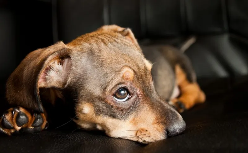 Los Perros Mestizos: Una Historia de Supervivencia y Resiliencia