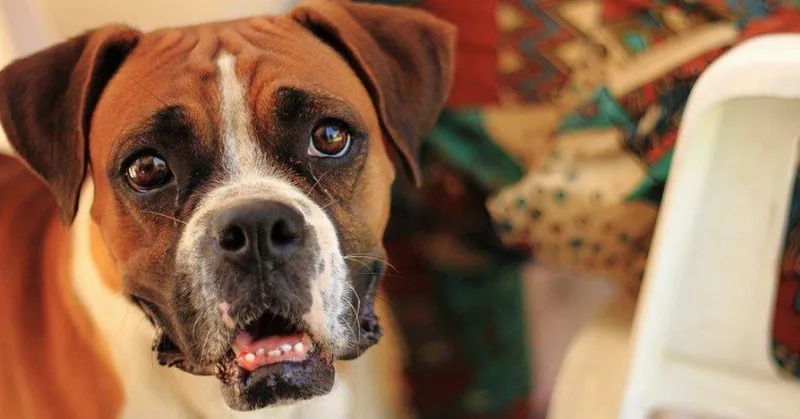 Los Mejores Perros para Vivir en Apartamentos: Una Guía para Elegir el Compañero Perfecto