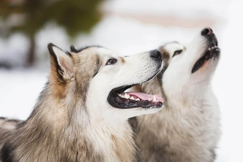 Los Mejores Perros para Dueños Ocupados: Razas de Perro que se Adaptan a un Estilo de Vida Activo