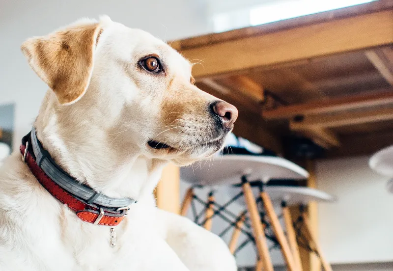 Los Mejores Perros para Dueños de Casa: Razas de Perro que se Adaptan Bien a la Vida en Interiores