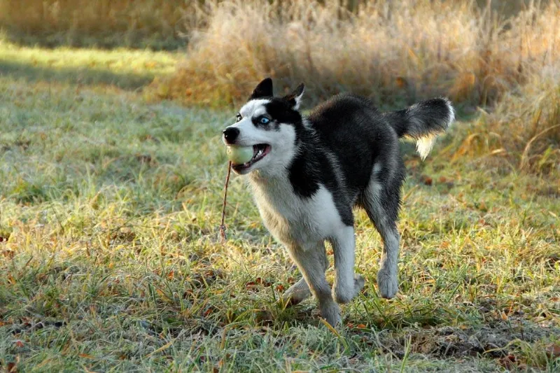 Perros para Dueños Deportistas: Las Mejores Razas de Perro para los Amantes del Deporte