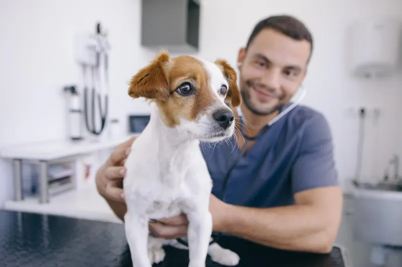 La Salud Canina en un Vistazo: Una Guía para Cuidar la Salud de tu Perro
