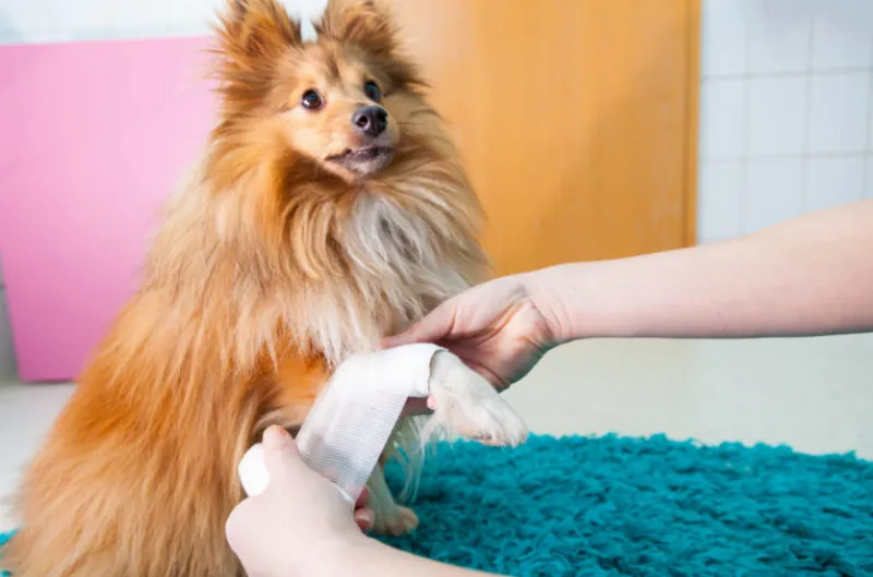 Los Cuidados de los Perros de Razas Medianas: Cómo Proteger a tu Perro de Enfermedades y Lesiones