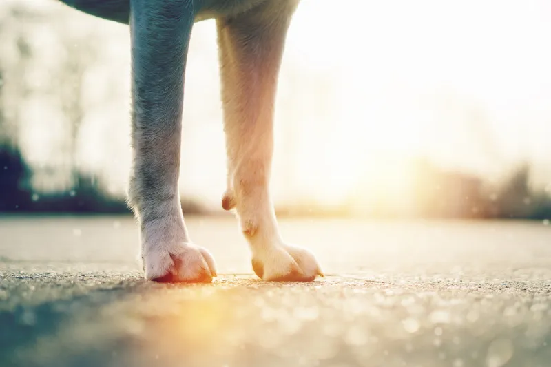 La Importancia del Cuidado de los Pies en los Perros: Cómo Proteger a tu Perro de Lesiones y Problemas de Salud