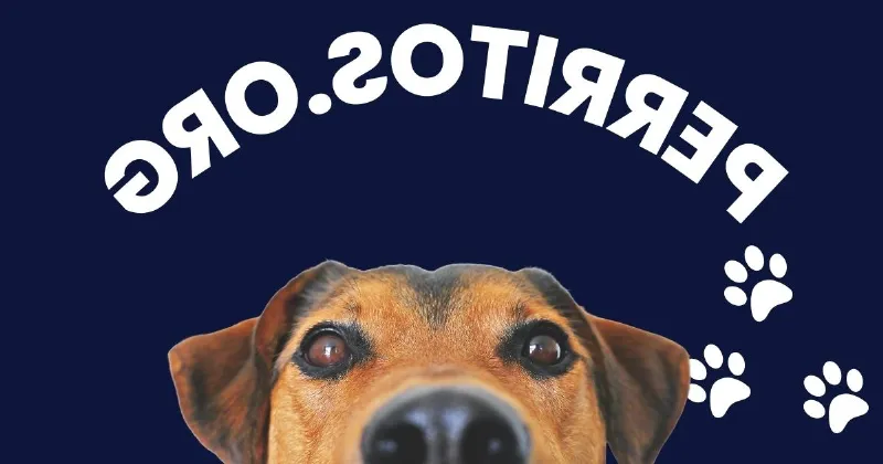 Cómo Cuidar a tu Perro durante su Etapa de Crecimiento: Una Guía para Cuidar a tu Perro en su Camino a la Adulthood