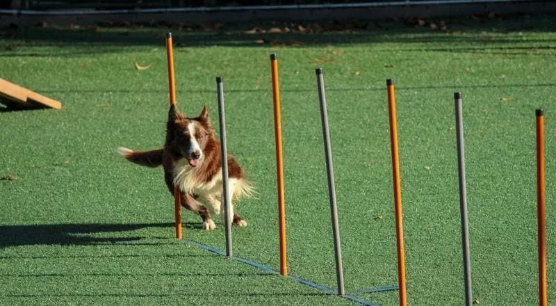 Actividad Física para Cachorros: Cómo Promover un Crecimiento Saludable y Jugar con tu Perro