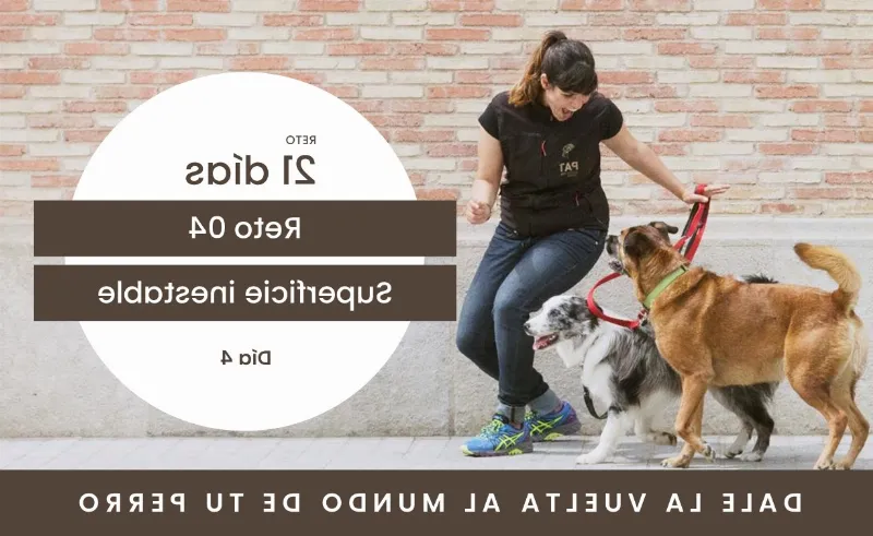 Cómo Ejercitar a tu Perro Adolescente: Una Guía para Mantener a tu Perro Activo y en Forma