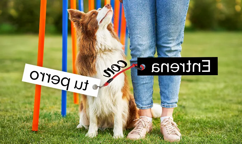 Cómo Preparar a tu Perro para el Entrenamiento de Agility: Una Guía para Propietarios de Perros Jóvenes