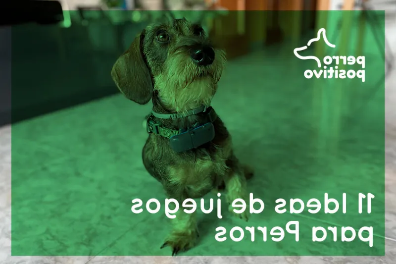 Los Mejores Juegos para Perros Adultos: Cómo Promover la Actividad Física y la Relación con tu Perro