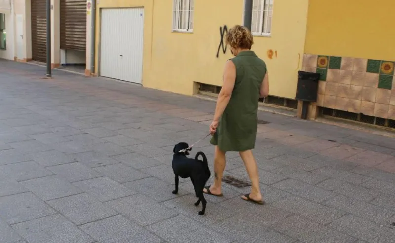Cómo Evitar las Multas por Excrementos de Perros: Una Guía para Mantener las Calles Limpias