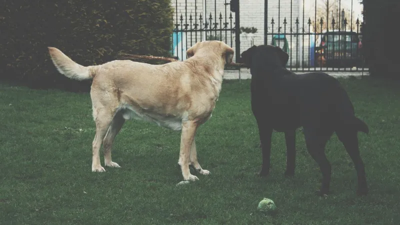 La Ley de Perros en los Lugares Públicos: Cómo Asegurar la Seguridad de los Perros y las Personas