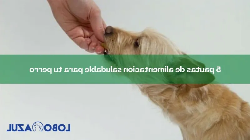 Cómo Cumplir con las Normas de Alimentación para Perros: Una Guía para Evitar Problemas Legales y de Salud