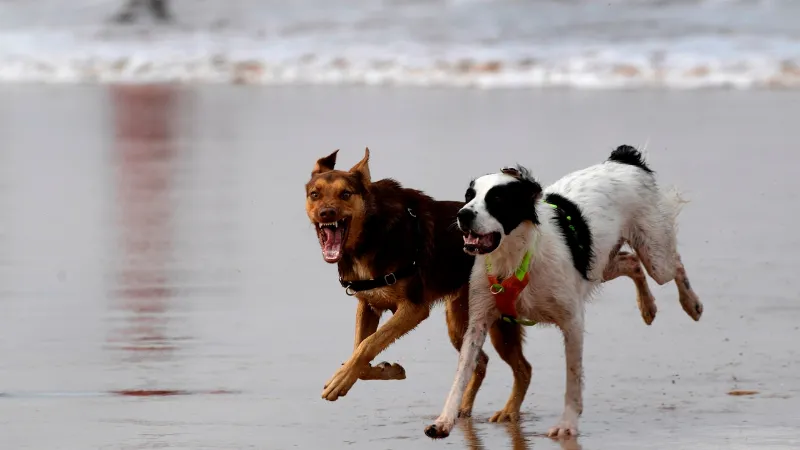 Cómo Elegir el Hotel Adecuado para Viajar con tu Perro: Una Guía para Disfrutar de una Estancia Cómoda